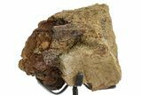 Dinosaur (Triceratops) Frill Shield Section w/ Stand - South Dakota #363564-2